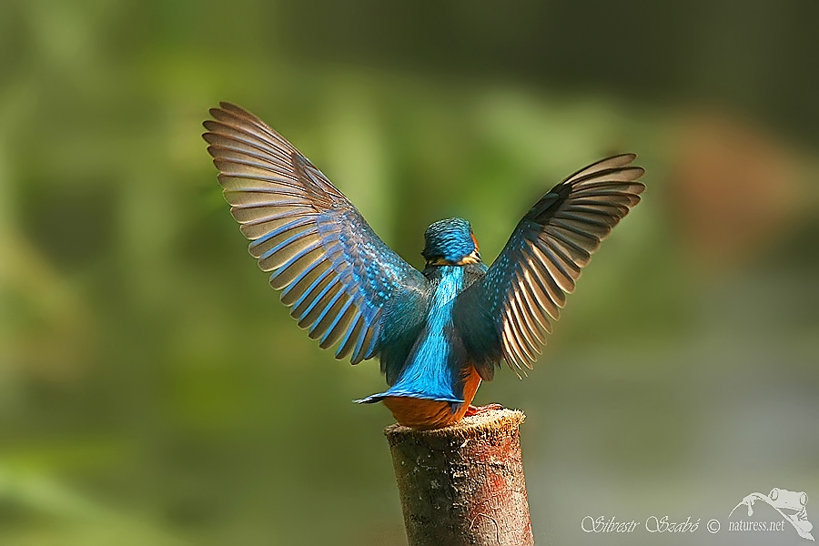 Ledňáček říční (Alcedo atthis)
