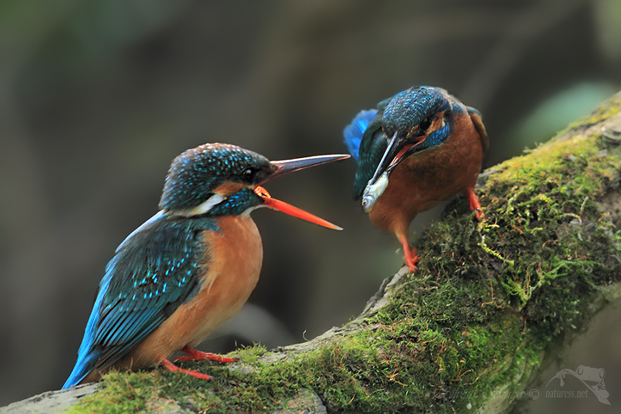 Ledňáček říční (Alcedo atthis)