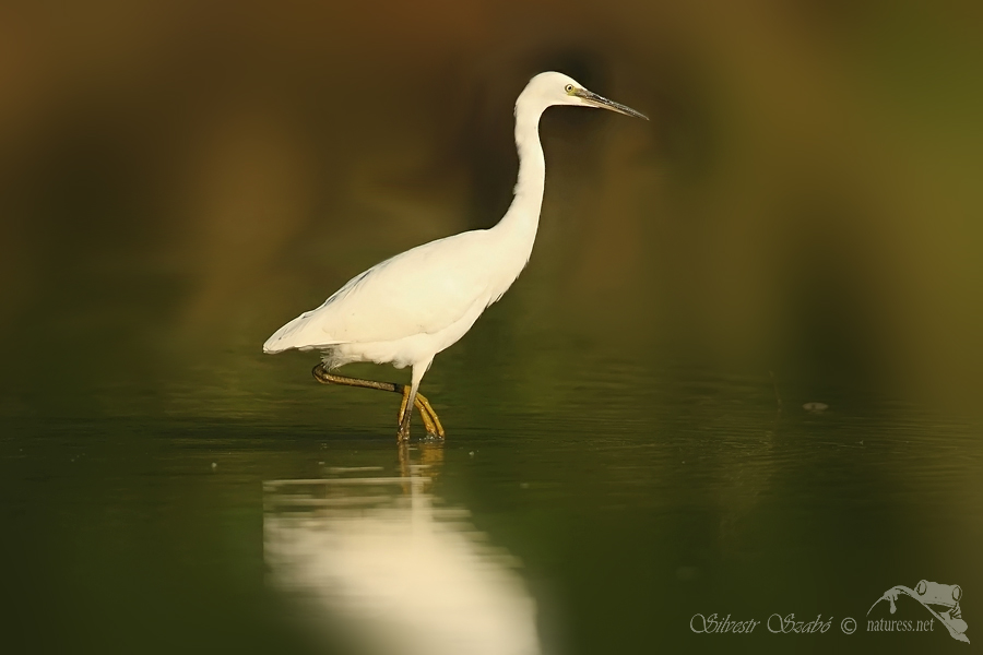 Volavka stř&iacute;břit&aacute; (Egretta garzetta) 