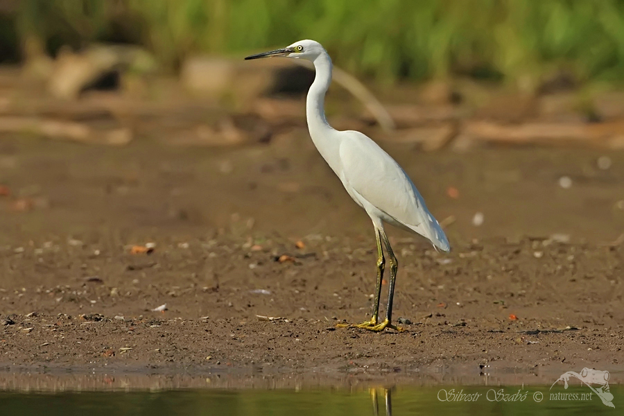 Volavka stř&iacute;břit&aacute; (Egretta garzetta) 