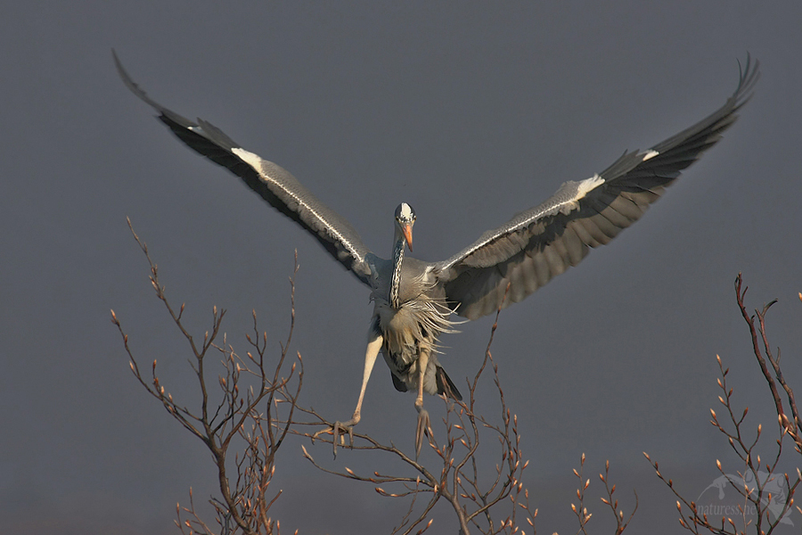 Volavka popelav&aacute; (Ardea cinerea)