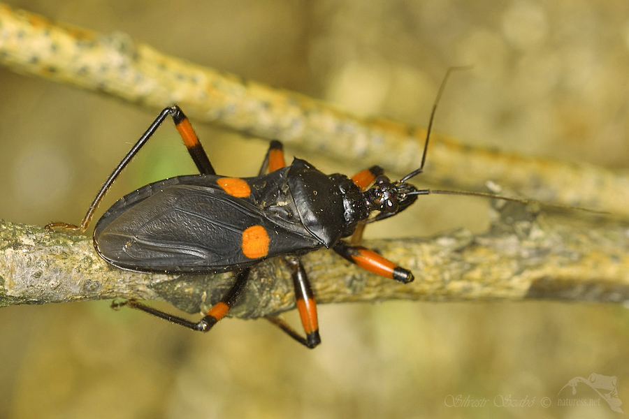 Z&aacute;keřnice (Platymeris biguttata)
